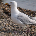 P1089166.JPG