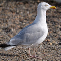 P1089167.JPG